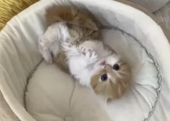 すー 様のお迎えした子猫