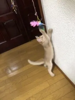 猫ピアノ 様のお迎えした子猫