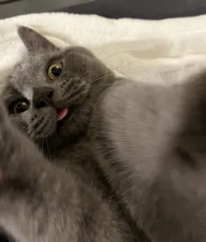 fay 様のお迎えした子猫
