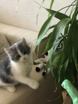 katz 様のお迎えした子猫