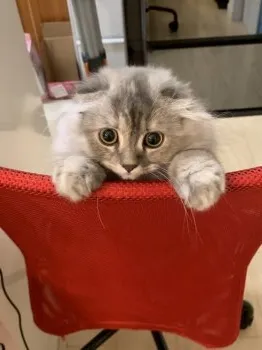 りえ 様のお迎えした子猫