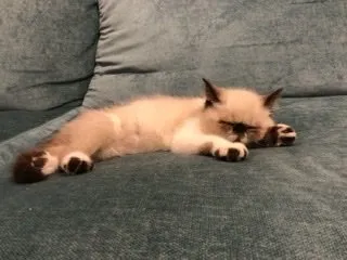 K.O 様のお迎えした子猫