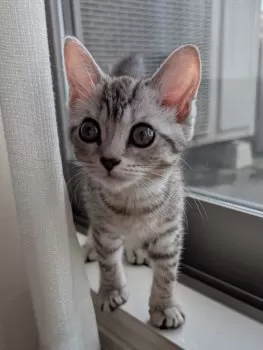 M.A 様のお迎えした子猫