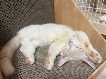 ごん 様のお迎えした子猫