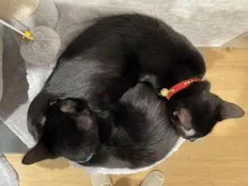 IZ 様のお迎えした子猫