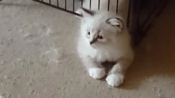 ライ 様のお迎えした子猫