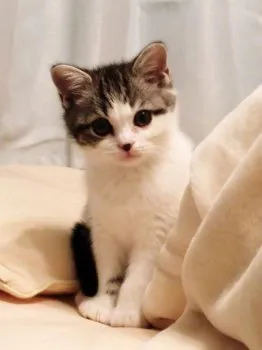 アジ 様のお迎えした子猫