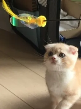 ユーハ 様のお迎えした子猫