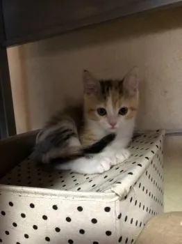 伸也 様のお迎えした子猫
