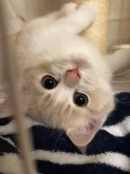 M 様のお迎えした子猫