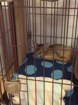 むぎちち 様のお迎えした子猫