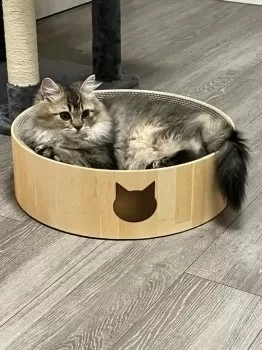 M.N 様のお迎えした子猫