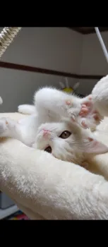 C.I 様のお迎えした子猫