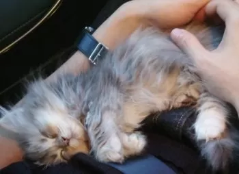 K.K 様のお迎えした子猫