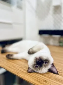 ワン 様のお迎えした子猫