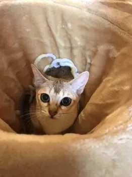 りん 様のお迎えした子猫