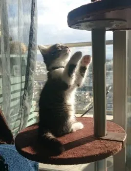 りおん 様のお迎えした子猫
