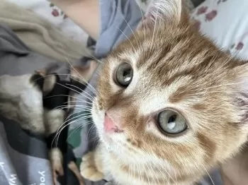 Z.G 様のお迎えした子猫