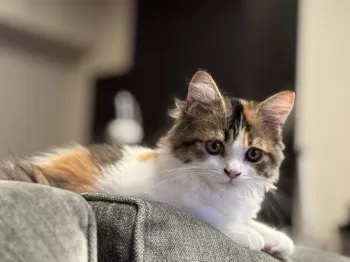 じゅんこ 様のお迎えした子猫