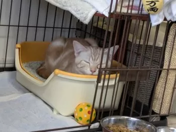 AK 様のお迎えした子猫