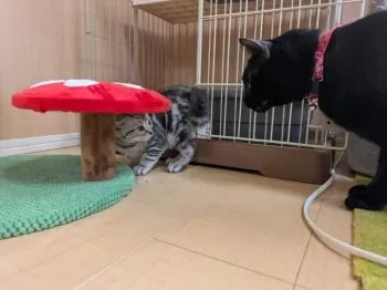 M.N 様のお迎えした子猫