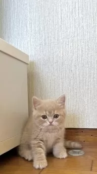 S 様のお迎えした子猫