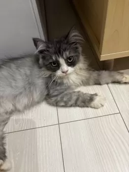 Y.N 様のお迎えした子猫