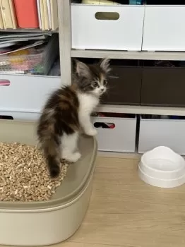 S.H 様のお迎えした子猫