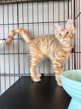 Naz 様のお迎えした子猫