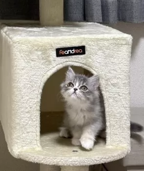しましま 様のお迎えした子猫