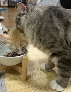 ryuri 様のお迎えした子猫