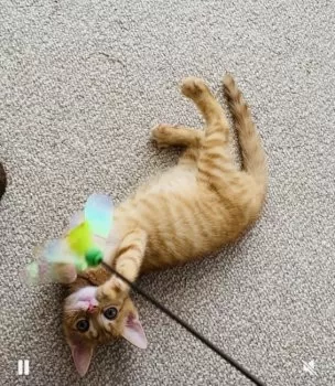みん 様のお迎えした子猫