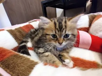 ゆっか 様のお迎えした子猫