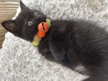 M.M 様のお迎えした子猫
