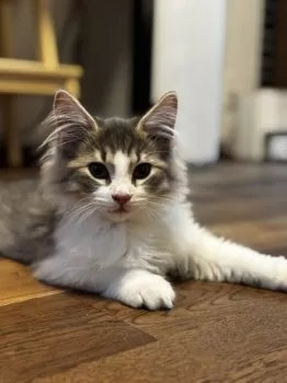 S.K 様のお迎えした子猫