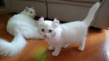 メグママ 様のお迎えした子猫