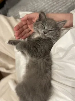 H.H 様のお迎えした子猫