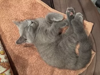 E.M 様のお迎えした子猫