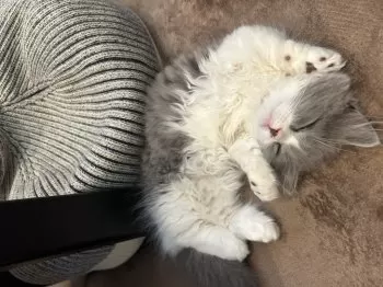 たけうち 様のお迎えした子猫