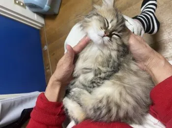 T.N 様のお迎えした子猫