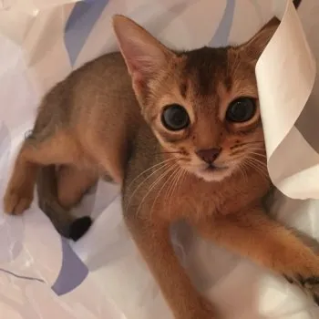 シルク 様のお迎えした子猫