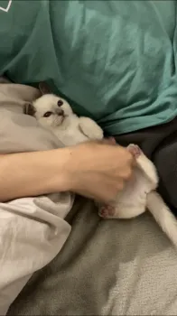 Y.E 様のお迎えした子猫