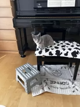M.O 様のお迎えした子猫