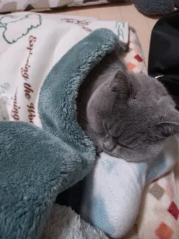 N.K 様のお迎えした子猫