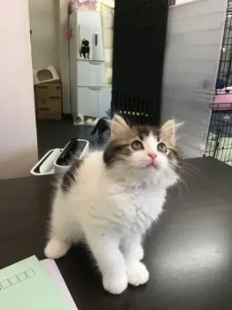 業泣鬼 様のお迎えした子猫