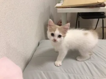 K.M 様のお迎えした子猫