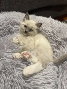 W.H 様のお迎えした子猫