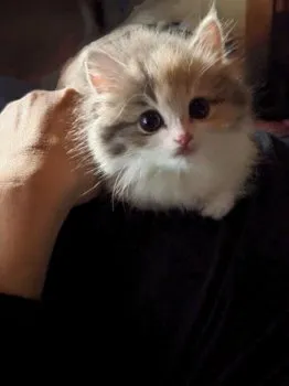 まる子 様のお迎えした子猫