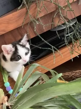 M.U 様のお迎えした子猫