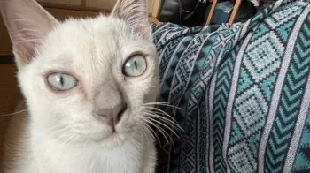 A.S 様のお迎えした子猫